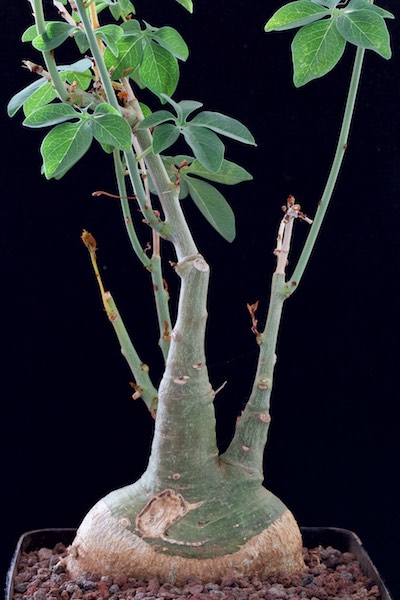 Adenia glauca 