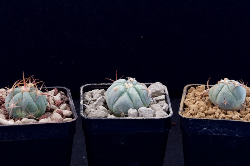Echinocactus horizonthalonius SB 543