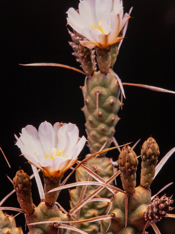 Tephrocactus articulatus v. oligacanthus 