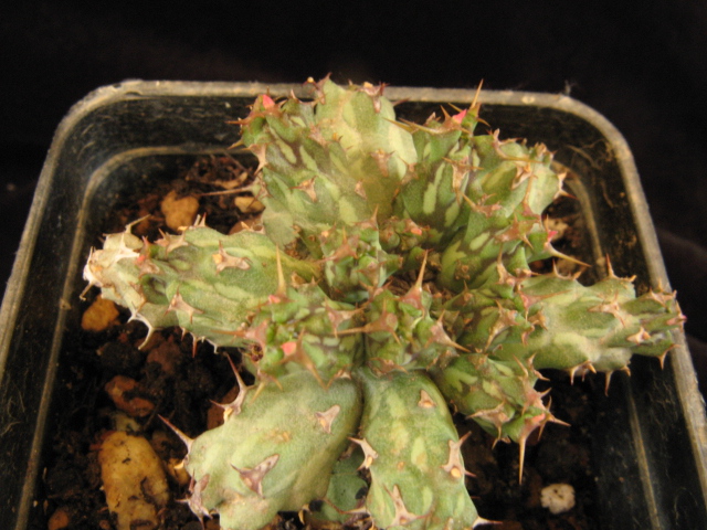 Euphorbia actinoclada 