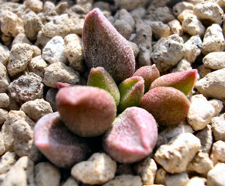 Adromischus marianae cv. herrei LAV 25850