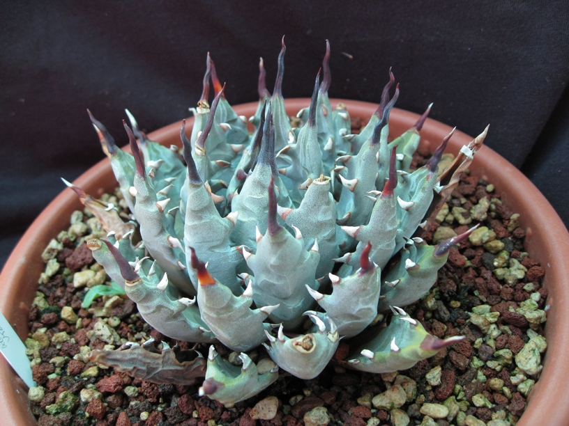 agave utahensis