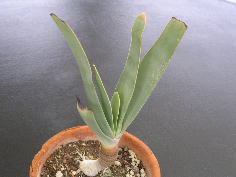 Aloe plicatilis 