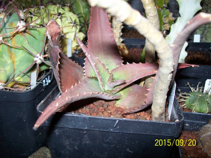 Aloe chabaudii v. mlanjeana 