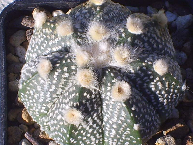 Astrophytum ascap x asterias cv. super kabuto 