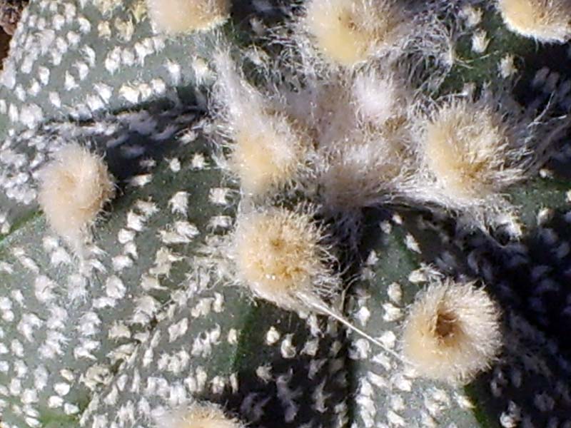 Astrophytum ascap x asterias cv. super kabuto 