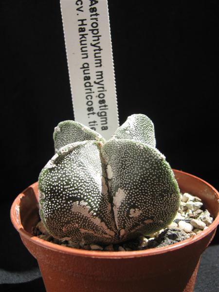 astrophytum myriostigma f. quadricostatum cv. hakuun