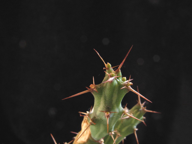 Euphorbia awashensis 