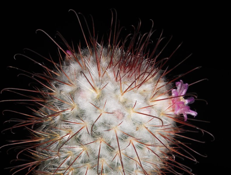 Mammillaria bombycina 