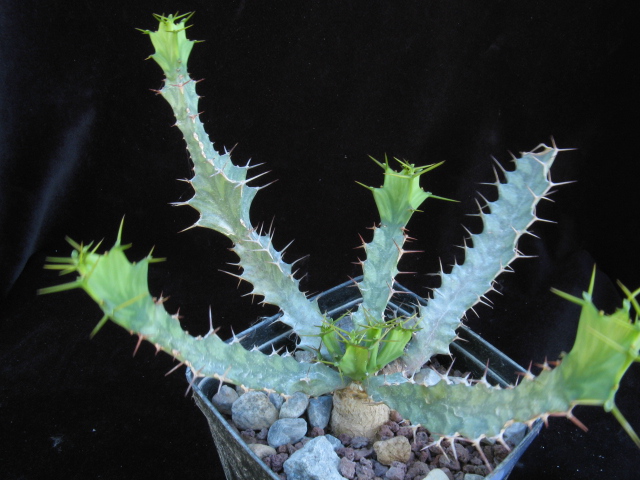 Euphorbia brevitorta 