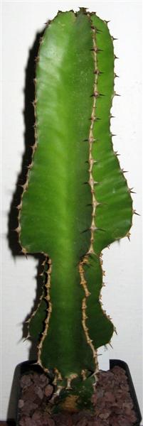 Euphorbia cooperi 