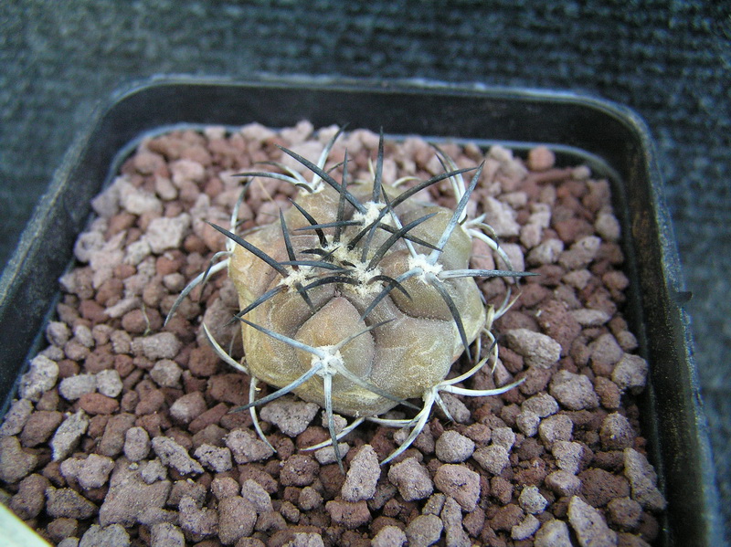 Copiapoa echinoides 