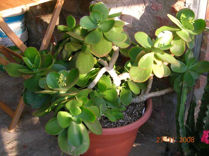Cotyledon macrantha 