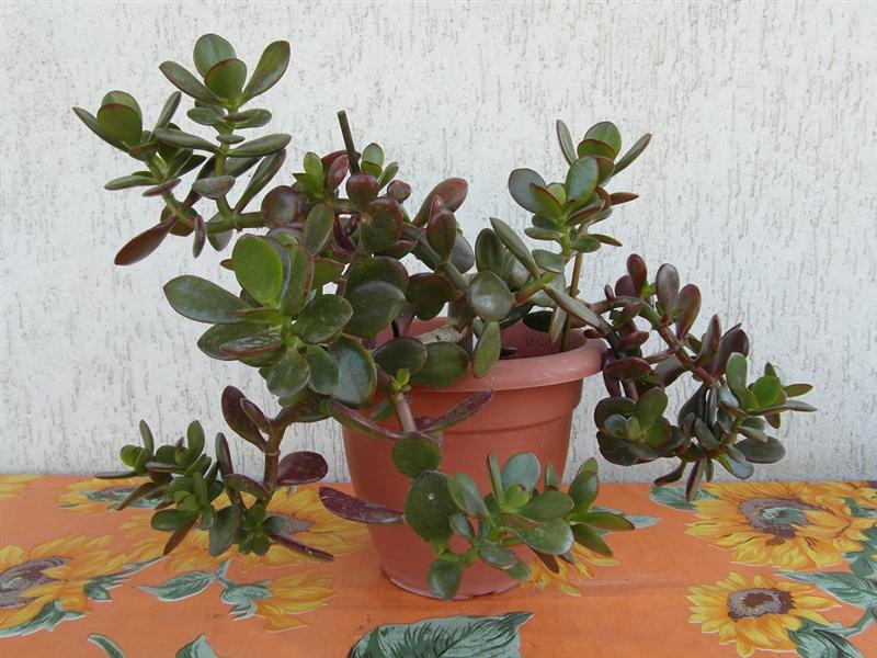 crassula_ovata_1851_106.jpg