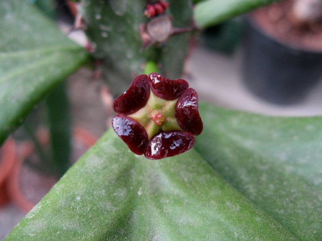 Euphorbia desmondii 