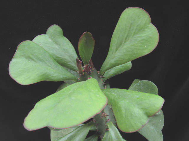 Euphorbia desmondii 