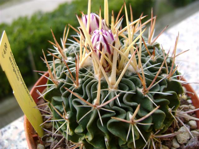 Echinofossulocactus arrigens 
