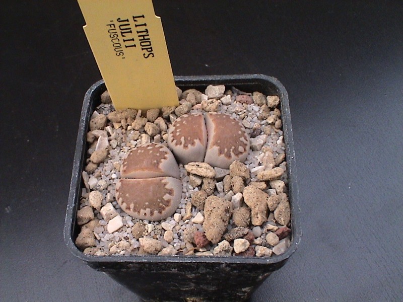 Lithops julii cv. fuscous form 