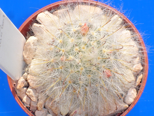 Mammillaria bocasana 