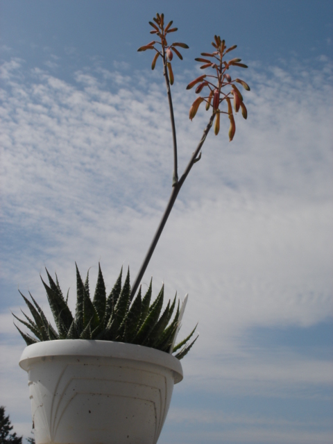 Aloe aristata 