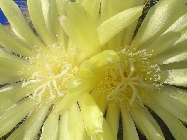 Notocactus magnificus 