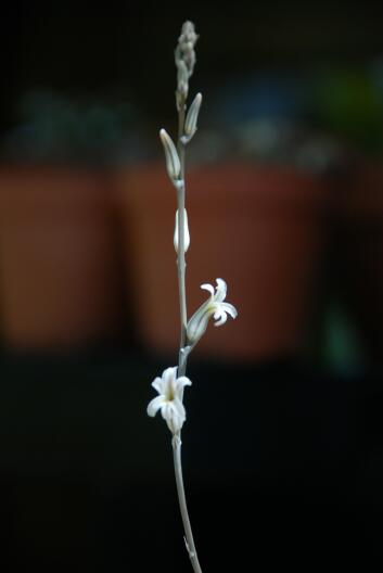 Haworthia truncata 