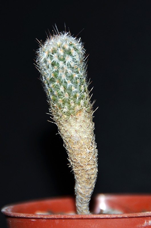 Gymnocactus subterraneus 