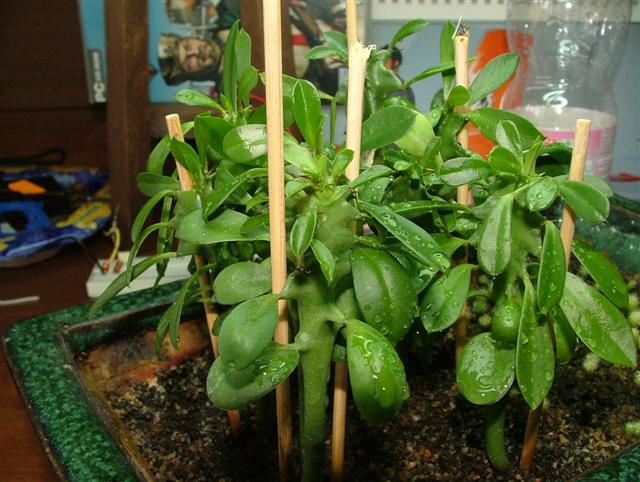 Euphorbia eritrea 