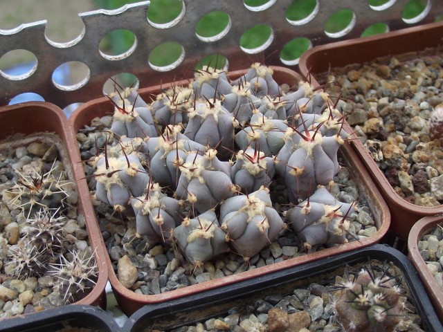 Echinocactus platyacanthus DR/13