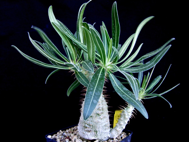 Pachypodium rosulatum v. gracilius 
