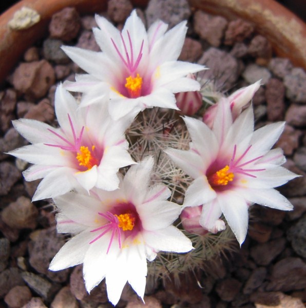 Mammillaria slevinii 
