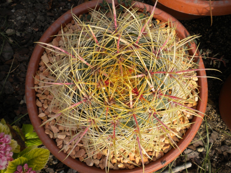 Ferocactus cylindraceus v. rostii 