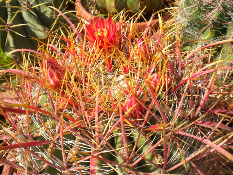 Ferocactus cylindraceus ssp. tortulispinus 