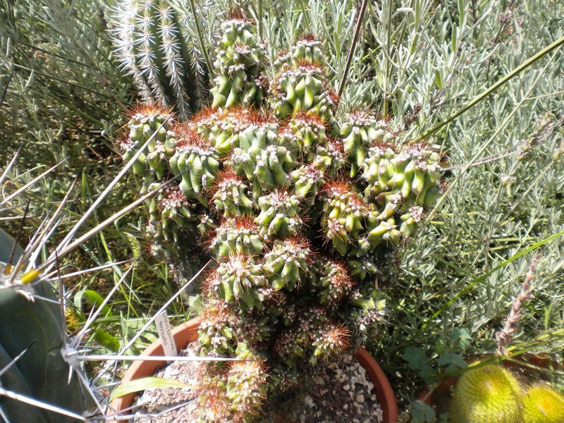 Cereus peruvianus f. monstruosus 