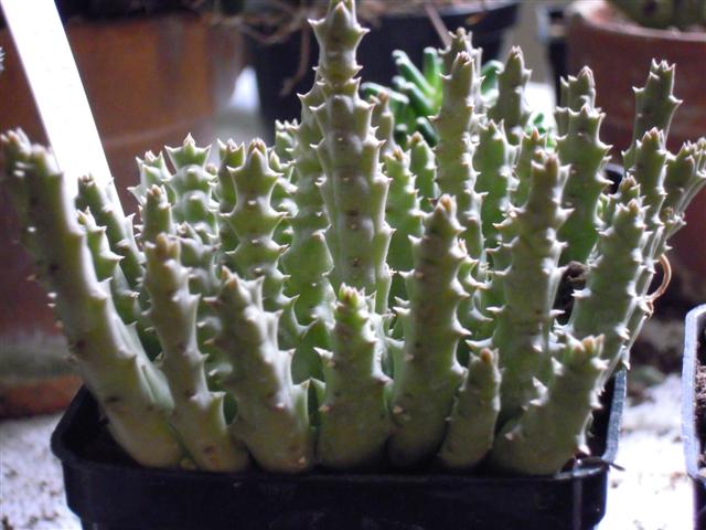 Stapelia variegata f. minor 