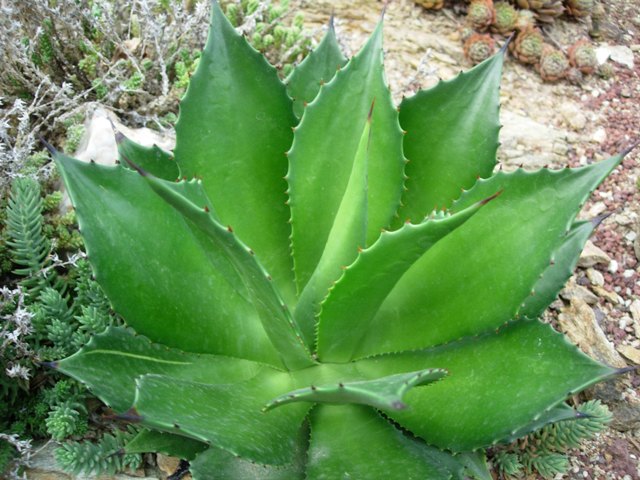Agave chiapensis ISI 1243