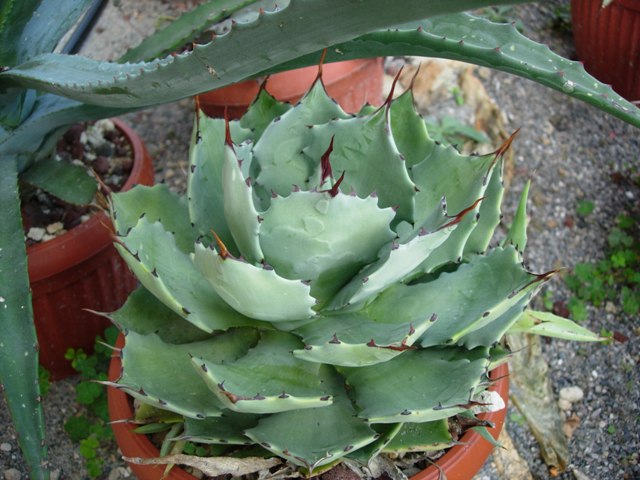 Agave sp. 