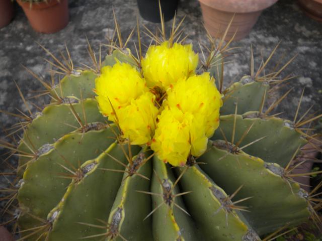 Ferocactus echidne 