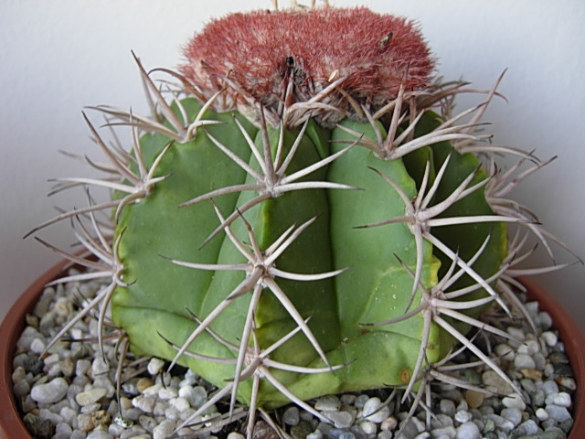 Melocactus peruvianus 