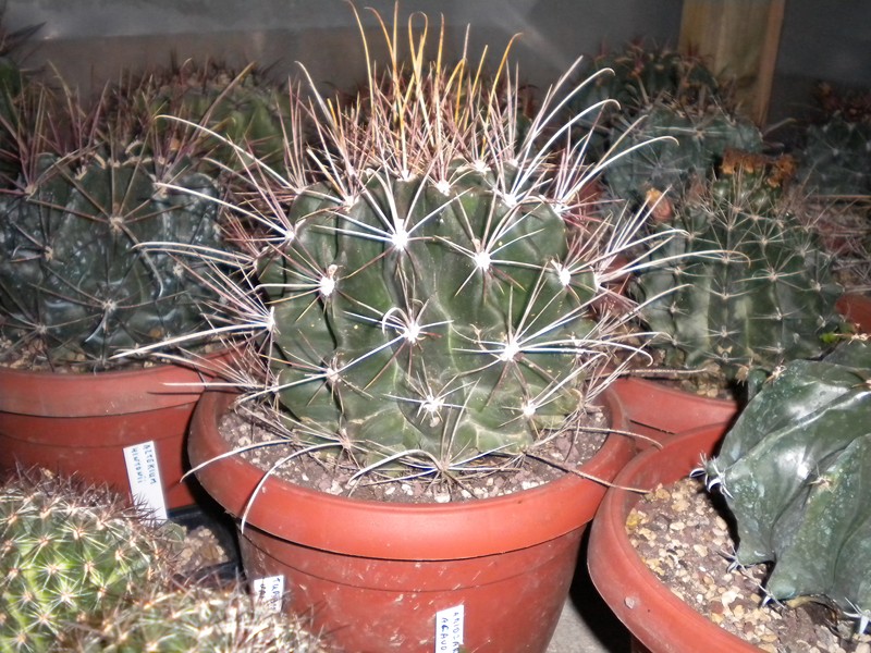 Ferocactus hamatacanthus 