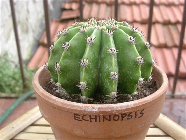 Echinopsis eyriesii 