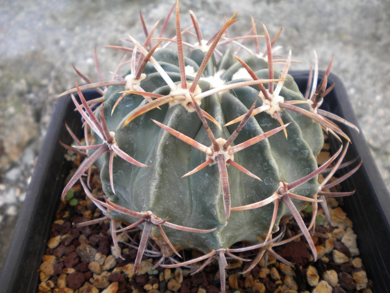 Echinocactus texensis LZ 303