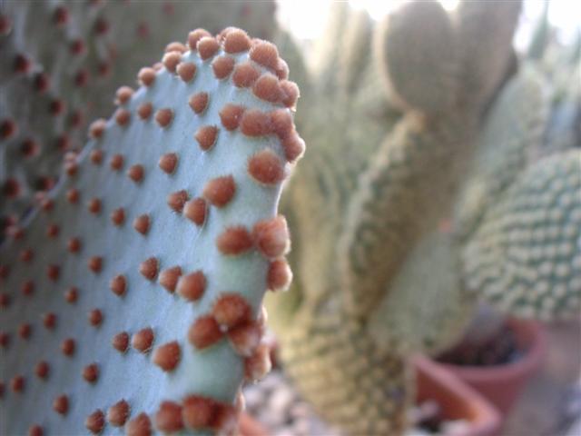 Opuntia microdasys v. rufida 