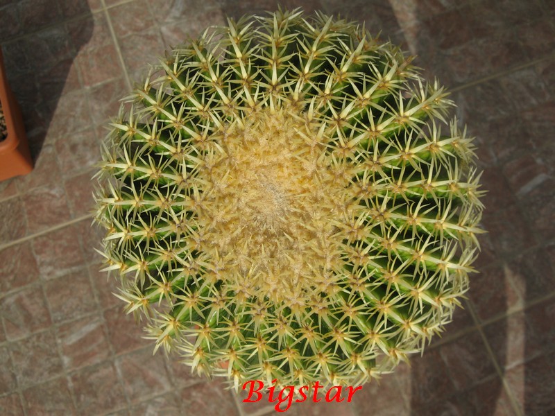 Echinocactus grusonii cv. brevispinus 