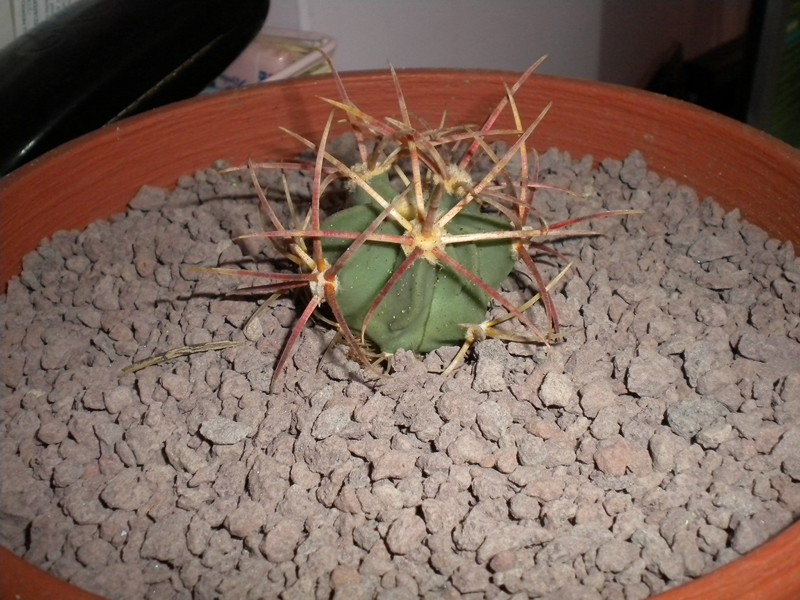 Echinocactus parryi 