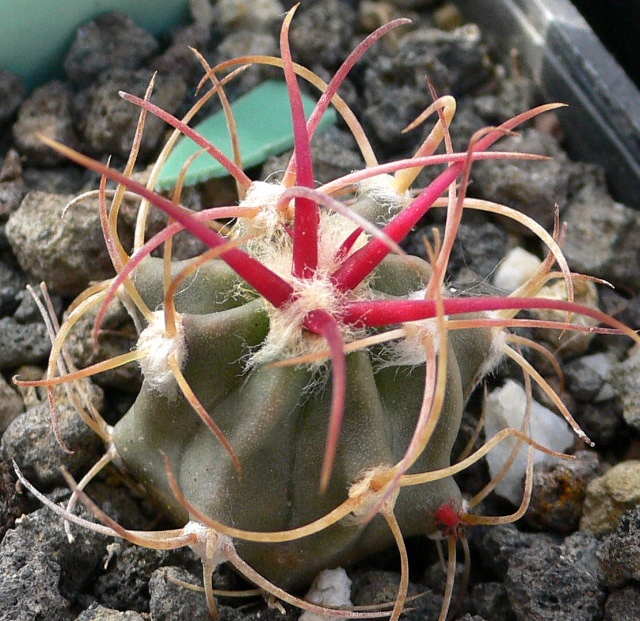 Echinocactus parryi 
