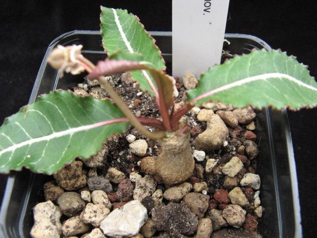Euphorbia labatii 