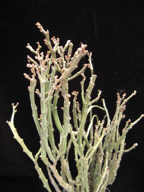 Euphorbia platyclada v. erecta 