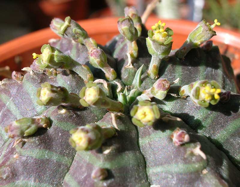 Euphorbia valida 