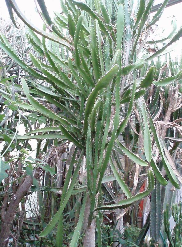 Euphorbia antiquorum 
